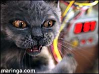 Imagem Como Cães e Gatos