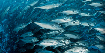 Imagem Oceanos