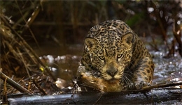 Imagem Amazônia