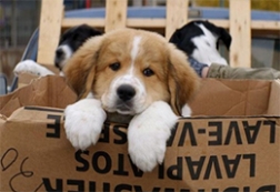 Imagem Quatro Vidas de Um Cachorro