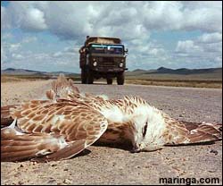 Imagem O Estado do Cão