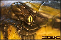 Imagem Anaconda 2 - A Caçada pela Orquídea Sangrenta