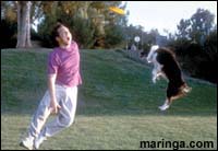 Imagem Animal