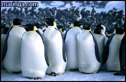 Imagem A Marcha dos Pinguins