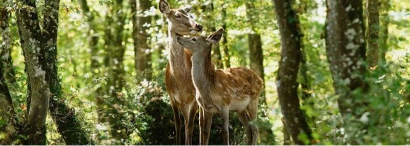 Imagem Bambi, uma Aventura na Floresta
