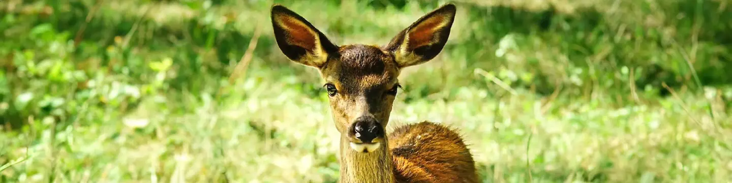 Imagem Bambi - Uma Aventura Na Floresta